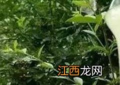 野山桂花蜜功效 野桂花蜜的功效与作用