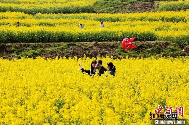 汉中油菜花田 汉中油菜花