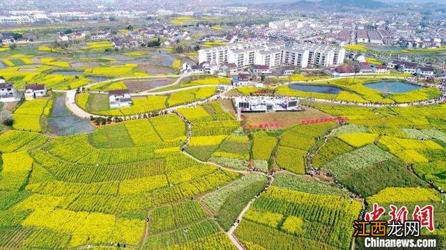 汉中油菜花田 汉中油菜花