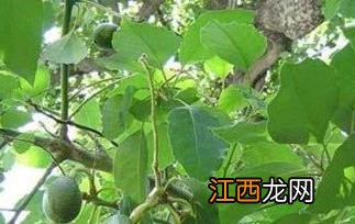 牛油果怎样吃才不难吃 牛油果怎么吃不难吃