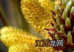 松花粉的功效与作用 松花粉的功效与作用禁忌及食用方法