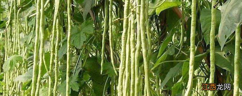 豆角种植要不要摘心 豆角需要打顶摘心吗