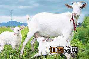 种羊的选择方法有哪些 种羊选择方法，如何挑选优质的种羊