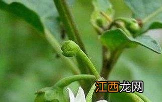 甜茄子的功效和作用 甜茄子果的功效与作用