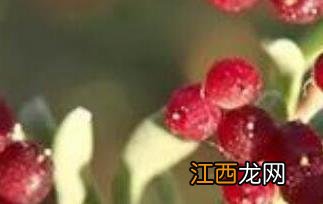 海葚子的功效与作用 海葚子的功效与作用价格