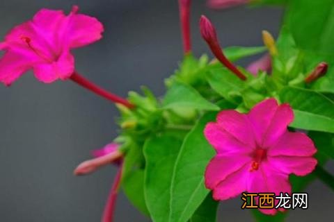 地雷花的种植方法和注意事项 地雷花怎么种植