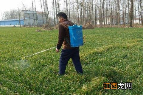 矮壮多效唑有什么作用 矮壮素和多效唑的区别