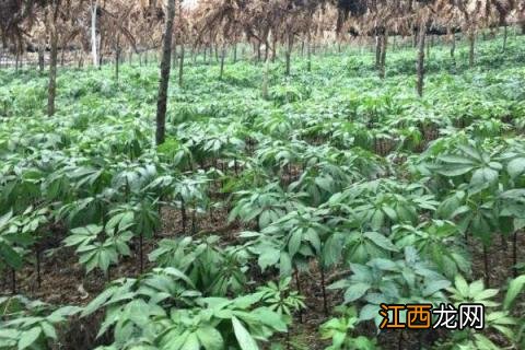 三七病害图片及防治 三七病害图片及治疗方法