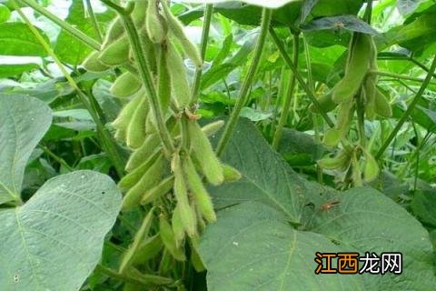 黄豆种植方法 黄豆种植方法视频教程