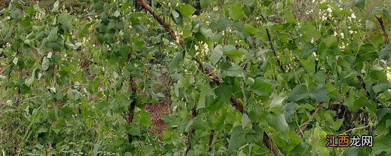 白云豆种植方法 白芸豆栽培技术