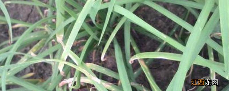韭菜干尖儿是什么原因 韭菜干尖是什么原因,怎样防治