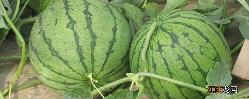 下雨过后西瓜的叶子腐烂是什么病 雨水多西瓜烂叶怎么办