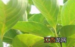 柿子叶有什么作用? 柿子叶粉的作用与功效