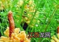 国珍松花粉怎么吃 国珍松花粉怎么吃可以减肥