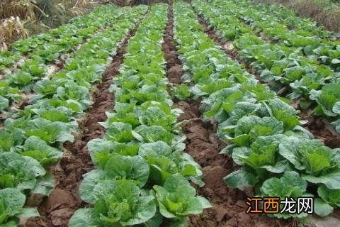 土壤改良方法 土壤修复技术