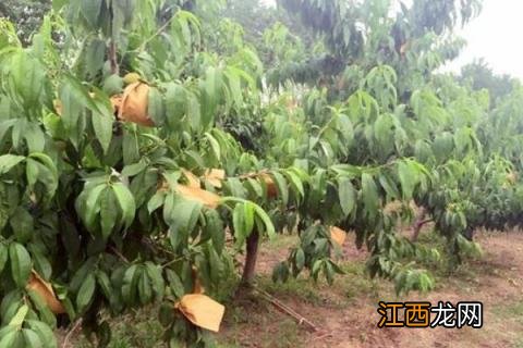 桃子套袋方法教学 怎么给桃子套袋