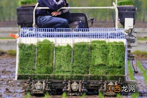 洋马插秧机秧针怎么调 洋马插秧机株距怎么调