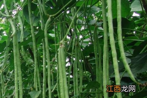 豆角为什么不接 豆角不接是什么原因