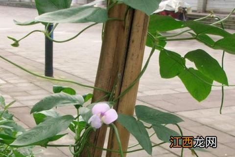 豆角杆怎么架 怎样给豆角地插杆