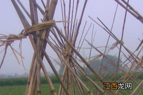 豆角杆怎么架 怎样给豆角地插杆