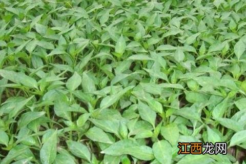 辣椒的种植方法和时间 辣椒的种植方法