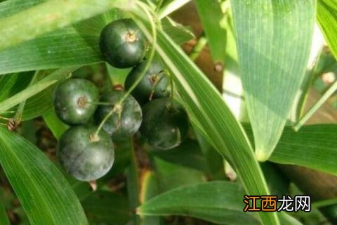 种植一亩黄精成本利润 种植5亩黄精亩产成本