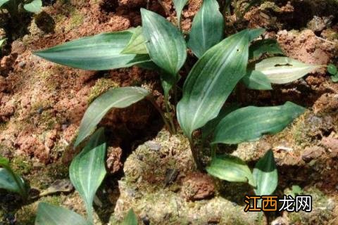 种植一亩黄精成本利润 种植5亩黄精亩产成本