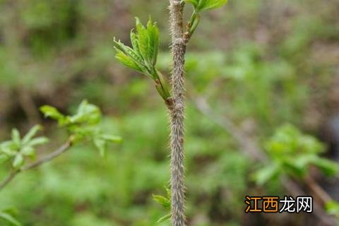 刺嫩芽种植技术讲座 刺嫩芽种植技术