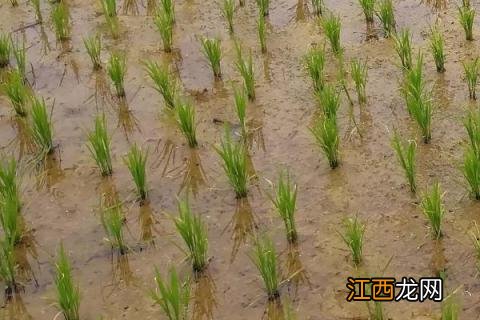 简述水稻的插秧技术 水稻插秧与移栽的特点