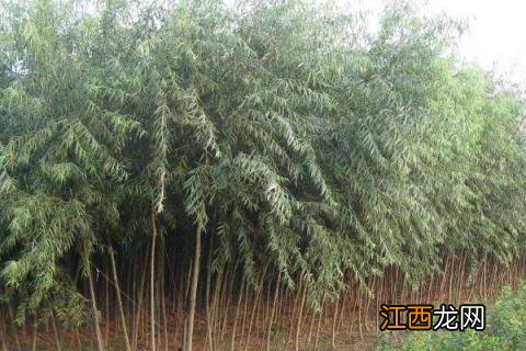 杨树苗地里用什么除草剂除草好 杨树苗地用什么除草剂除草