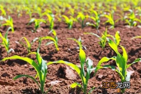 玉米苗期地老虎防治特效药 玉米田地老虎的防治