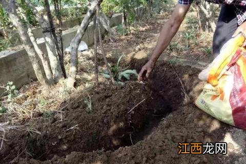 果苗生长期施什么肥 果苗施什么肥长得快