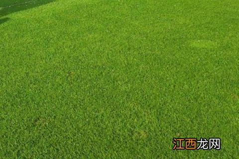 草坪种子怎样播种 草坪种子如何播种