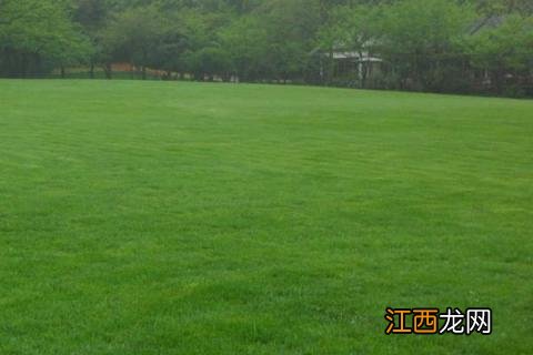 草坪修剪时要注意哪些事项 草坪修剪的原则及注意事项