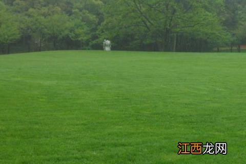 草坪修剪时要注意哪些事项 草坪修剪的原则及注意事项