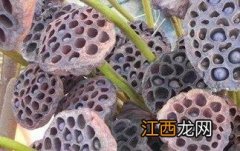 干莲蓬的功效与作用黄豆 干莲蓬的功效与作用