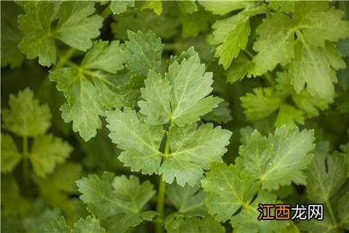 夏天种植什么农作物赚钱 夏天种植什么农作物赚钱快