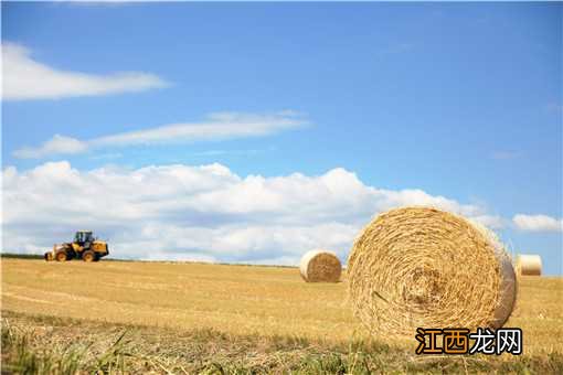 2020农村创业新点子有哪些呢 2020农村创业新点子有哪些