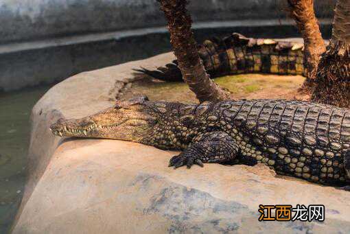 安徽放归280条人工繁育扬子鳄！它们是几级保护动物？可以吃吗？