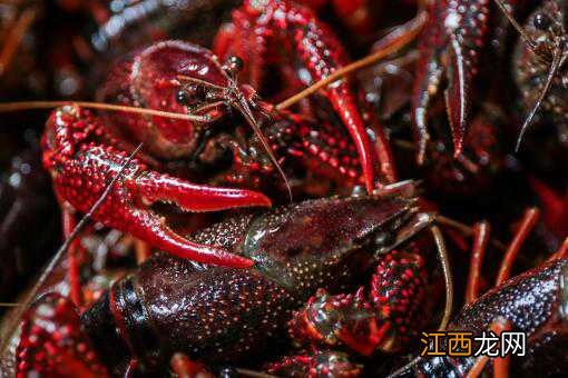 现在小龙虾多少钱一斤 小龙虾一斤大概多少钱