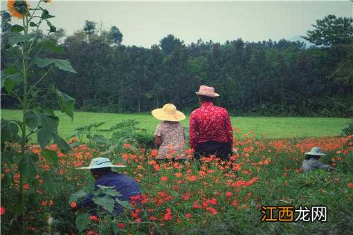 2020年促进农民增收措施 2020年农民增收典型案例有哪些