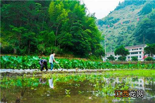 休闲农业如何促进农民增收 推进农民增收