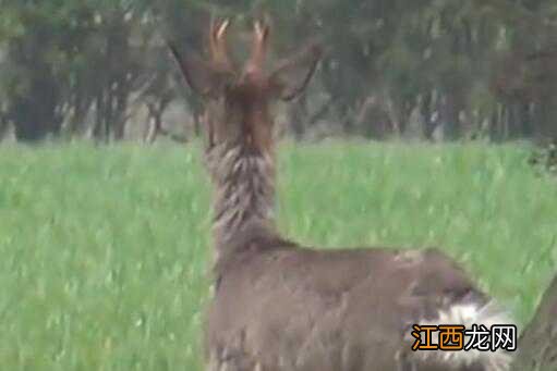 近40年来野外再次发现白狍!在哪里发现的?长什么样子?