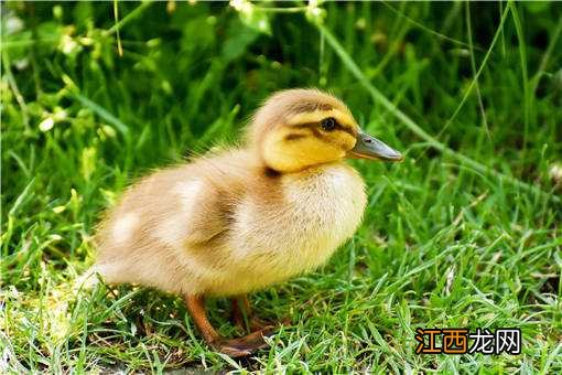 用什么喂鸭可以减少成本 养鸭喂料如何省钱又增收