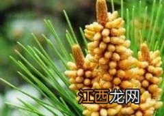 松树花粉的作用与功效松树花粉怎么吃 松树花粉的作用与功效