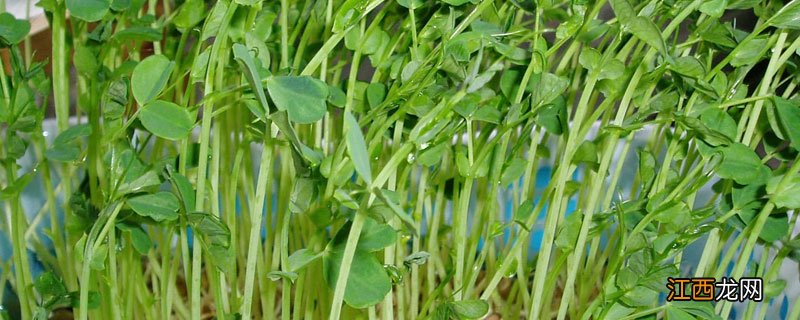 芽菜种植方法 芽韭菜种植方法