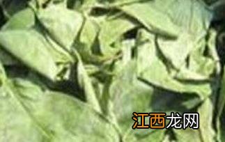 柿子叶泡水喝的功效与危害是什么 柿子叶泡水喝的功效与危害