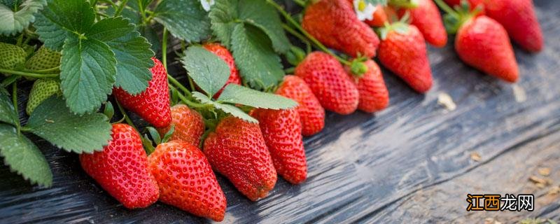 如何判断草莓苗是不是新苗 怎样分别出是不是草莓苗