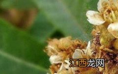 枇杷花的功效与作用有 枇杷花的功效有哪些