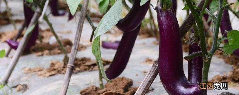 茄子不催芽几天出苗 茄子苗几天发芽